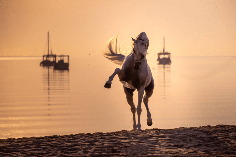 Katara International Arabian Horse Festival 2026 in Doha, Qatar: Dates, Tickets, Venue & What to Expect