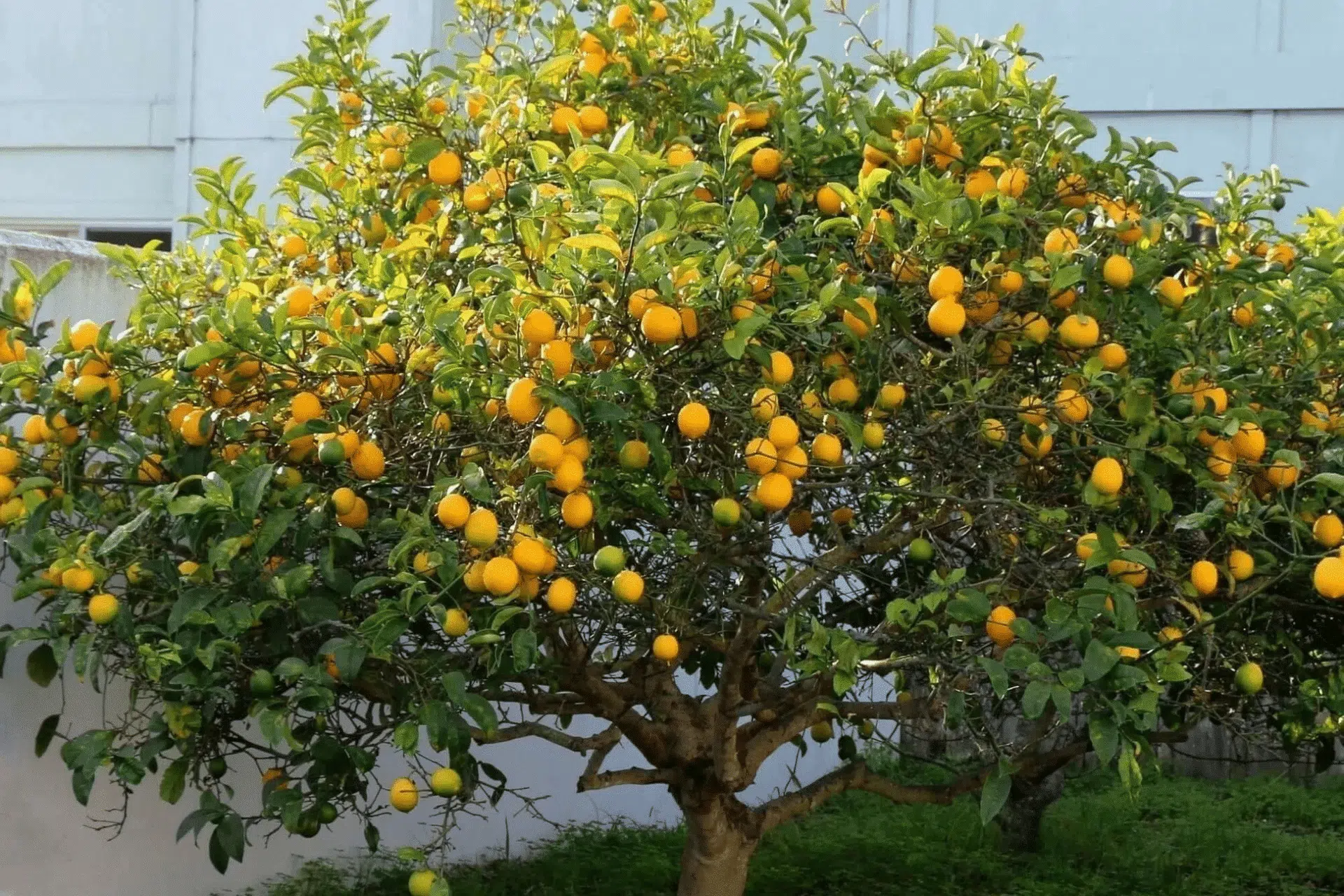 Pakistani Citrus Exhibition at Al Wakrah Old Souq Pakistani Citrus Exhibition at Al Wakrah Old Souq