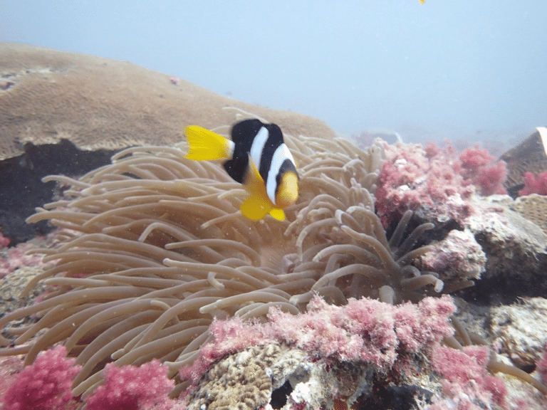 Turning Qatar’s Oil Rigs into Thriving Marine Habitats in Qatar 2026: Research, Impact & What It Means Turning Qatar’s Oil Rigs into Thriving Marine Habitats in Qatar 2026: Research, Impact & What It Means