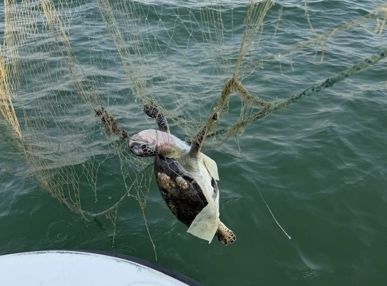 Five Sea Turtles Found Dead Off Al Wakrah Coast in Qatar: What We Know